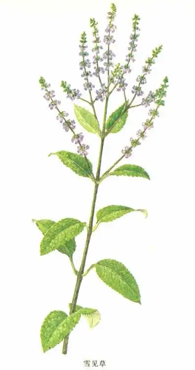 西安哪有 雪见草100分!!1_百度知道