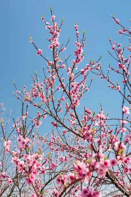 盛开的桃花树详细信息