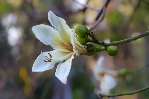 白木棉花