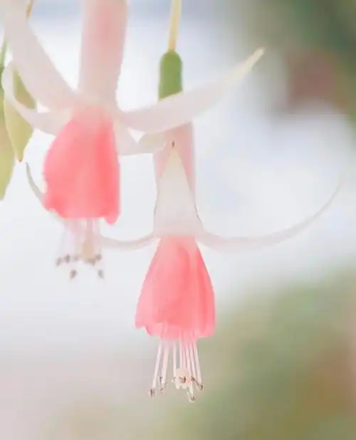 夕阳海滩下拍摄的粉红色花朵美图