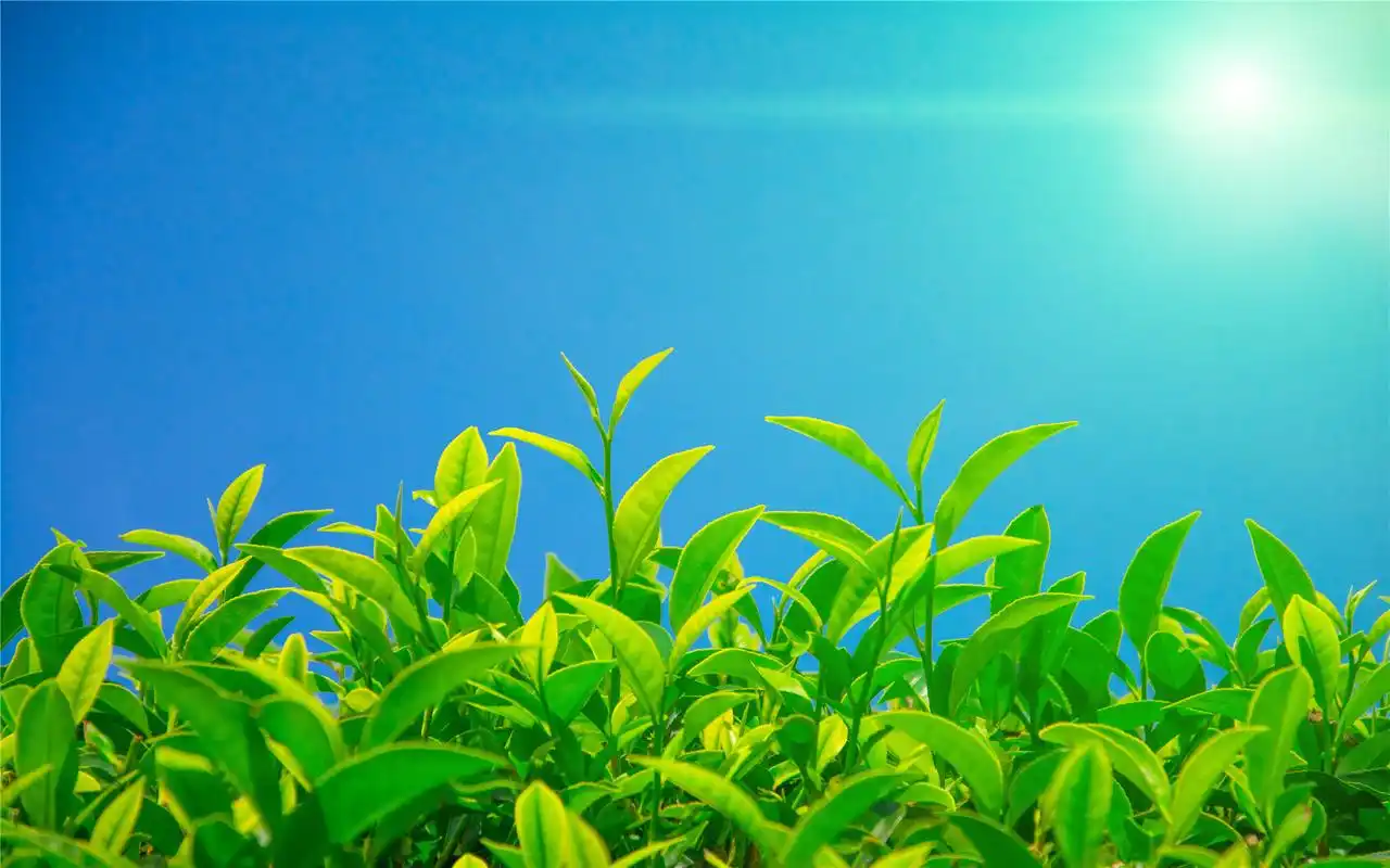 清新绿色护眼绿茶高清桌面壁纸下载 第二辑