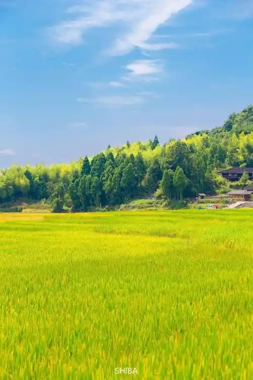 藏在浙南山间的绝美稻田,一到秋天就美成仙境,惊艳了摄影师的相机!