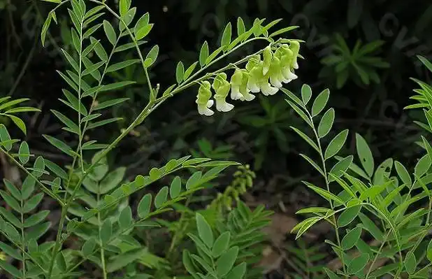 苦参的功效和作用及禁忌