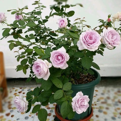 云梯花溪谷蓝色风暴月季月季花花苗灌木盆栽花卉花卉