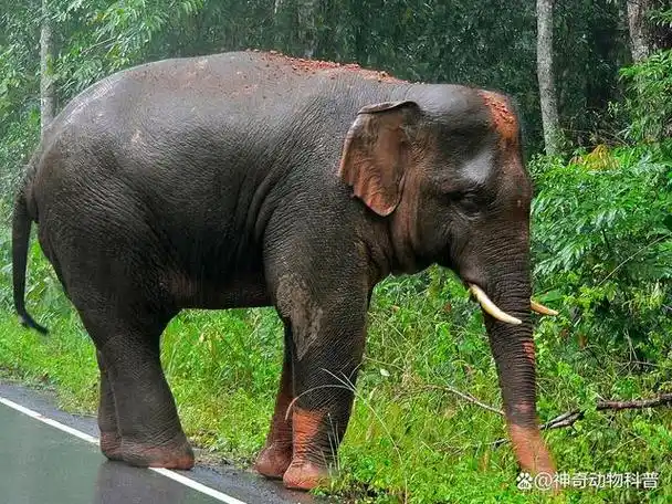的动物,它们分别是北部白犀牛,加湾鼠海豚,蓝鳍金枪鱼,黄胸鹀,海牛