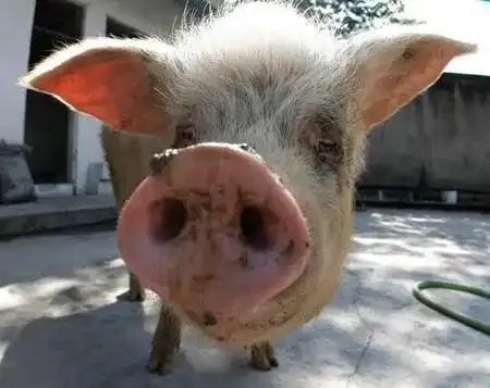 回眸512猪坚强的生命晚期