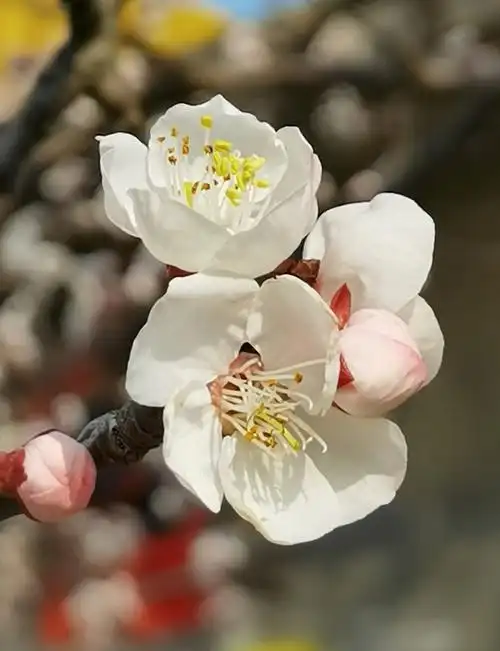 二月杏花独洒娇