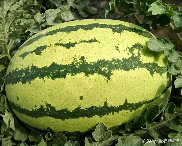 又沙又甜!这沙漠石缝瓜,是记忆里小时候吃过的味道