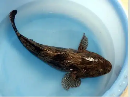 展开全部 云斑尖塘鳢   别名 笋壳鱼