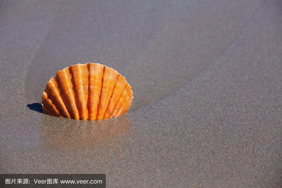 橙色扇贝在沙滩上