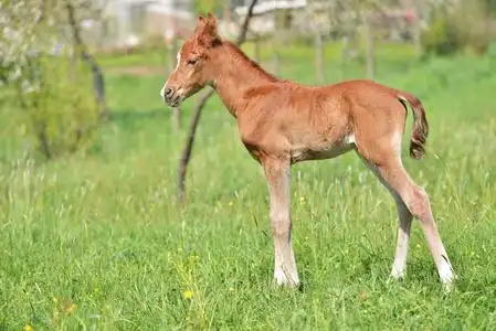 野生马小马驹图片