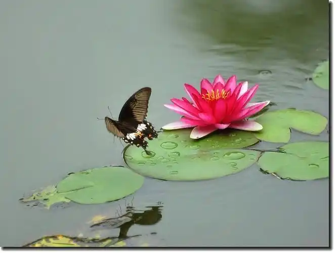 蝴蝶·莲花