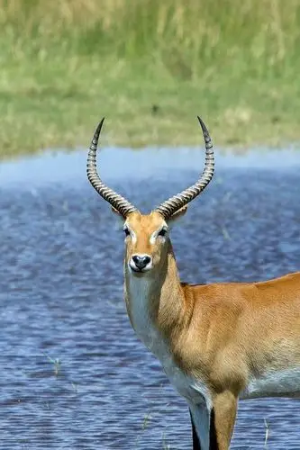 羚羊, 非洲, 普库, 羚 vardonii, 大, 动物