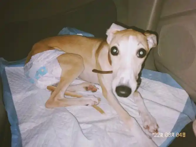 纸尿裤我穿好啦现在可以贴贴了吗