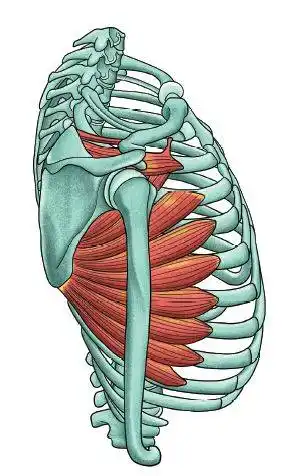 三个动作,打造前锯肌,雕刻好胸型