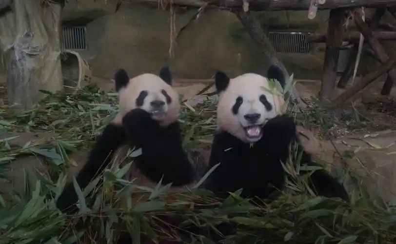 两只海归小熊熊