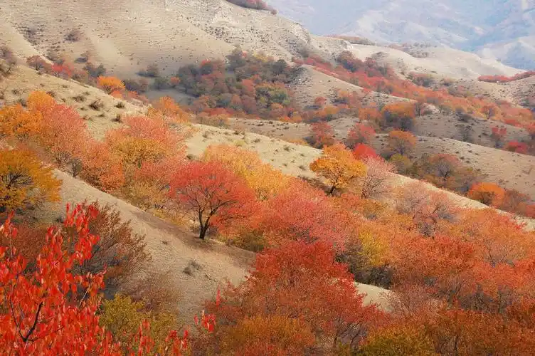 伊犁大西沟福寿山秋色