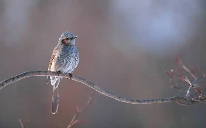 近距离拍摄树枝上的小鸟图片大全分享!