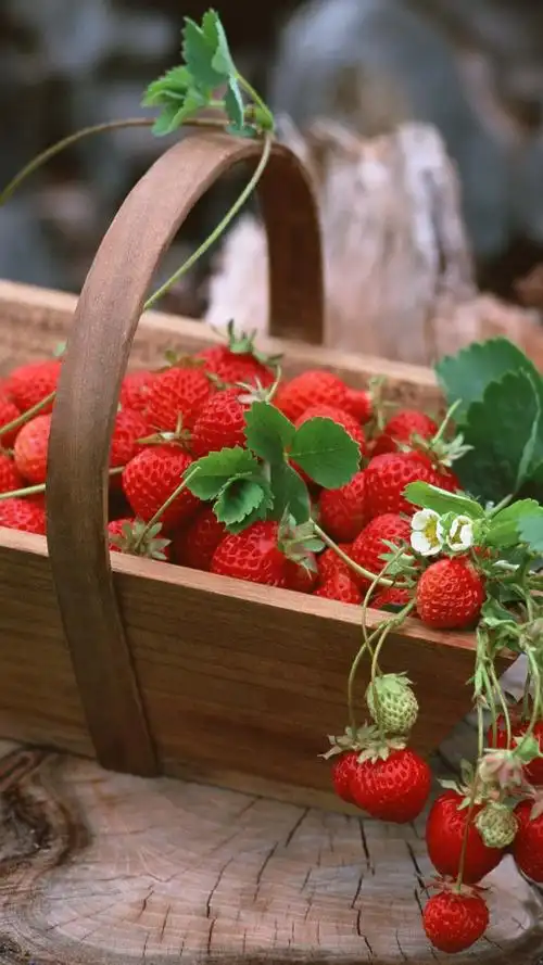 许多草莓,篮子,树桩 iphone 壁纸