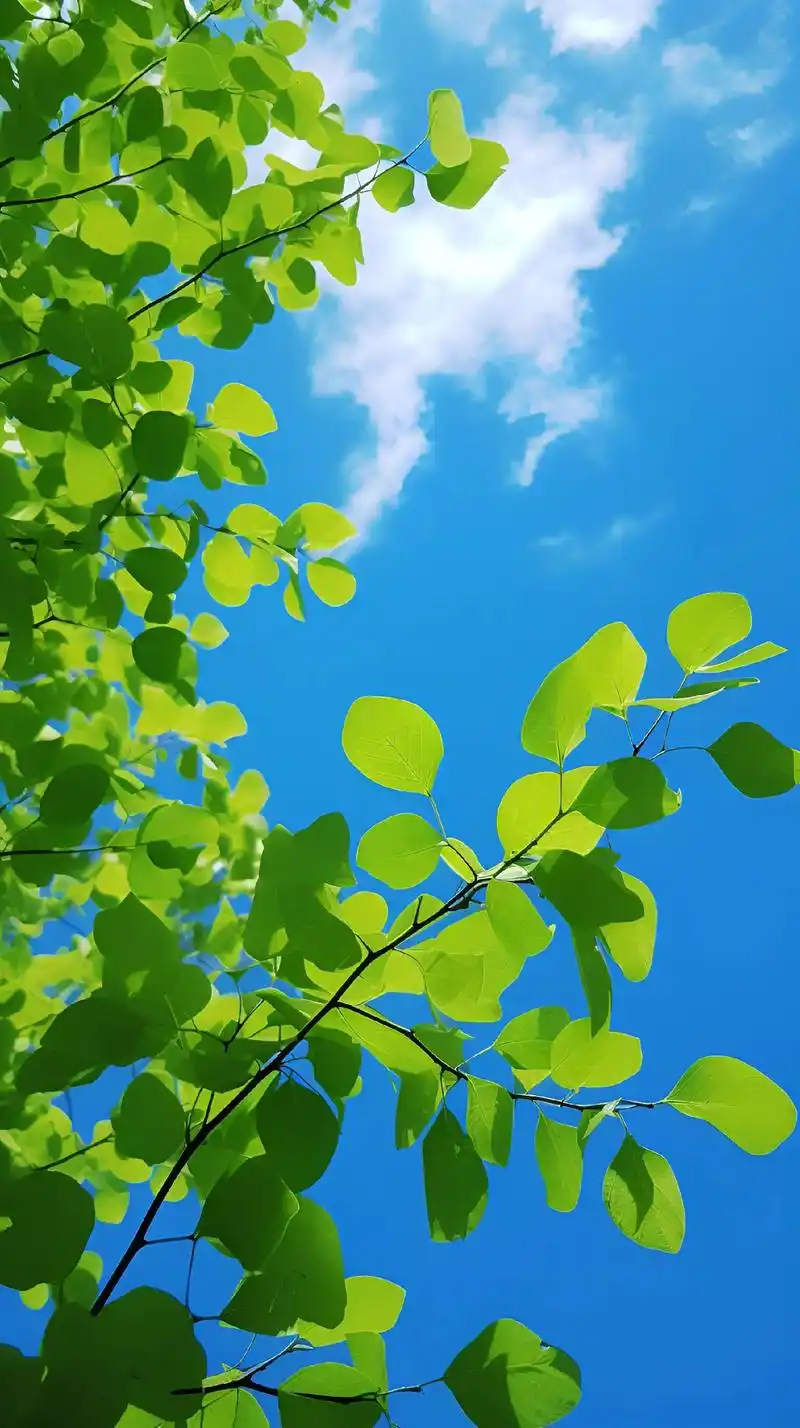 绿色护眼壁纸.可以不光芒万丈,但别停止自己发光 #夏日小清新 - 抖音