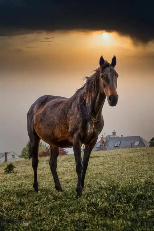 请欣赏八十八张骏马图