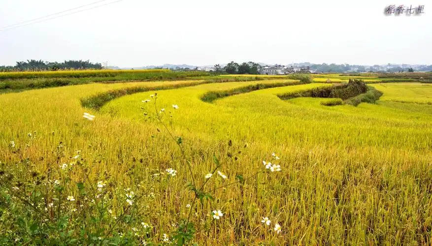 稻香七里