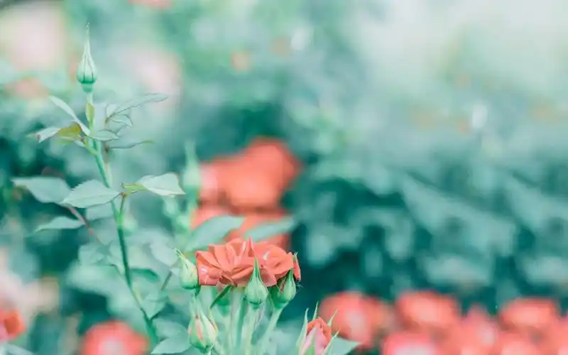 首页 桌面壁纸 植物壁纸 高清护眼绿色植物图片宽屏壁纸 上一张 下一