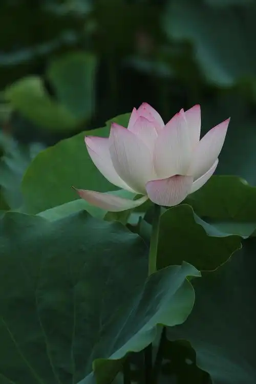 【我和莲花有个约会摄影图片】生态摄影_太平洋电脑网摄影部落