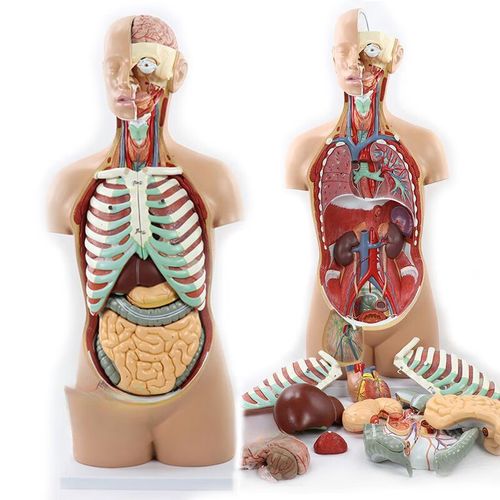 新品无性人体躯干内脏解剖模型85cm拆解17部件肝肠胃医学教学模型