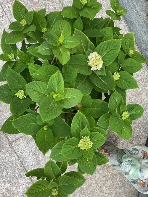 两广种花  #绣球  #鸢尾花  #墨西哥飞蓬草#园艺