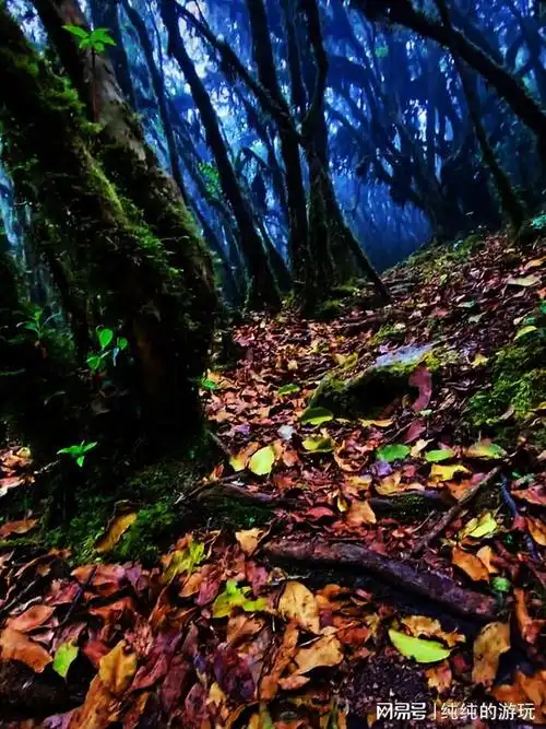 误入原始森林如何走出来比如云南省的哀牢山和湖北省的神农架