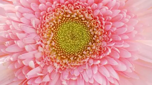 id-960145-高清晰粉红色花瓣壁纸高清大图