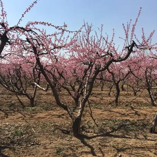 漫山遍野的桃花,你站在桃花树下,春风拂面,桃枝摇曳,桃花相映.