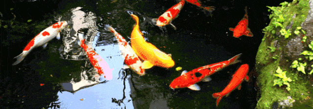 640_223gif 动态图 动图