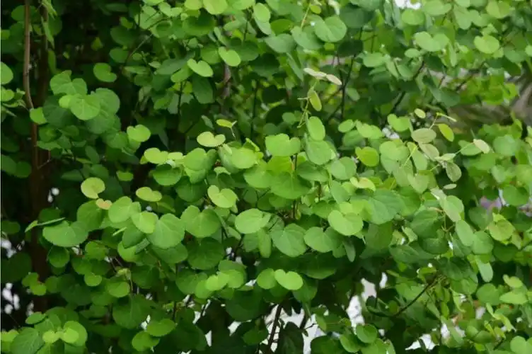 昆明植物园连香树40余年首开花,长这样→_物种_保护_孑遗