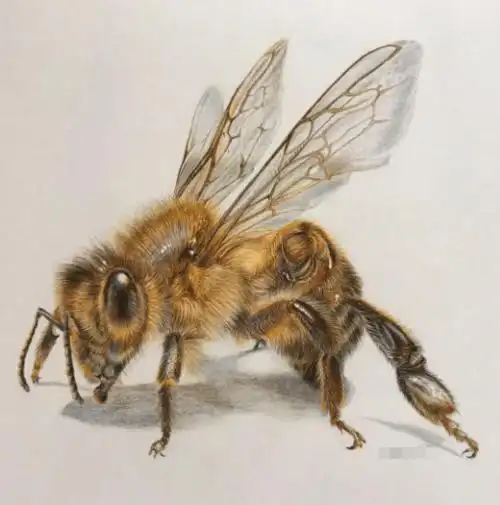 彩铅手绘入门动物鸟类超写实彩铅画彩铅动物画超真实