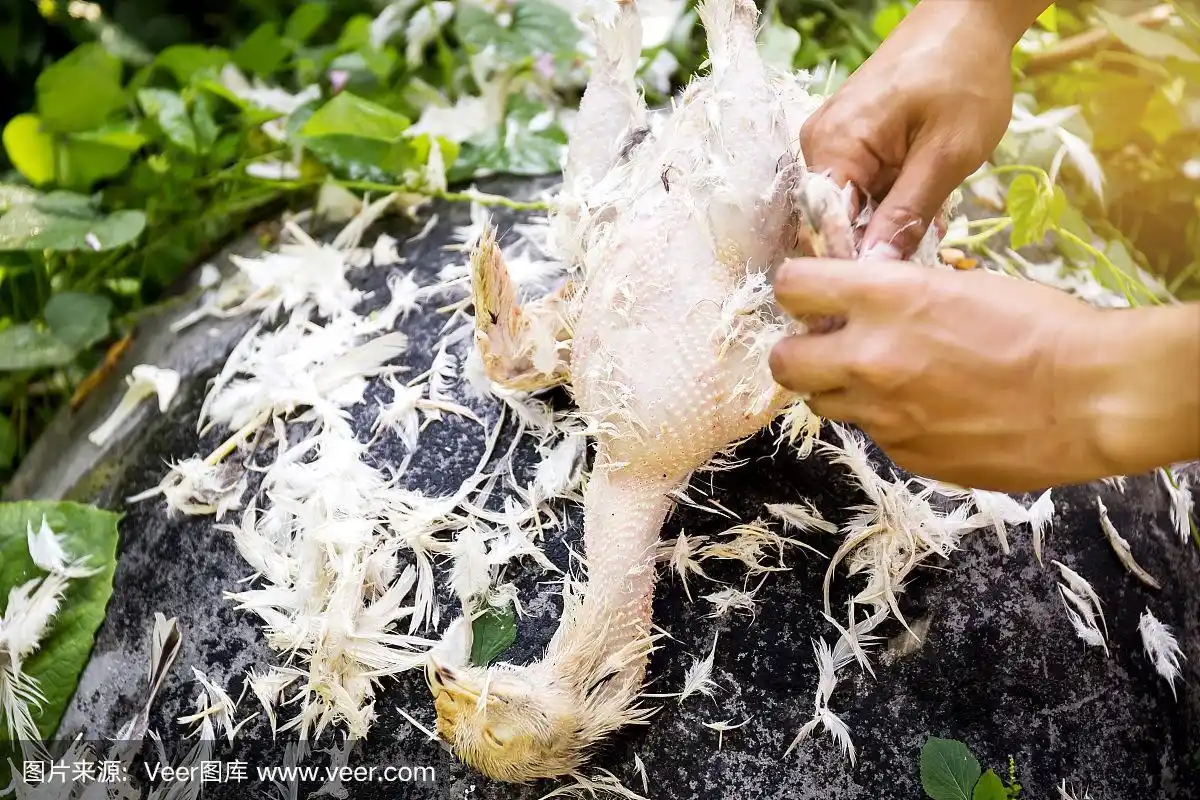 为烹饪拔鸡毛