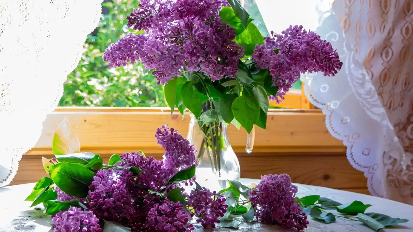 花卉植物简约大方桌面壁纸