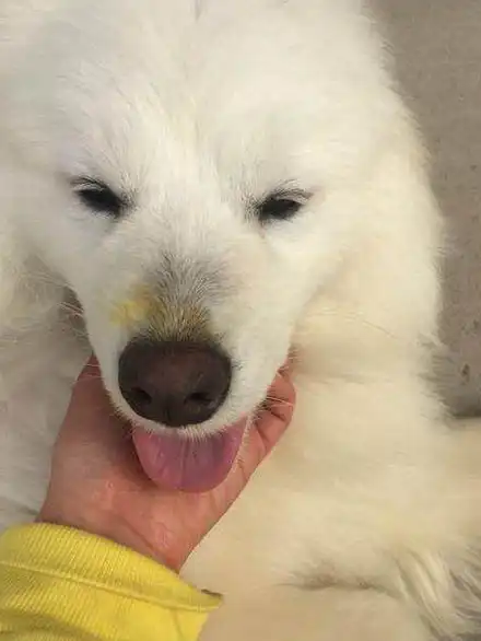 网友买到一只怀孕的萨摩耶,几个月后,二哈又背黑锅了!