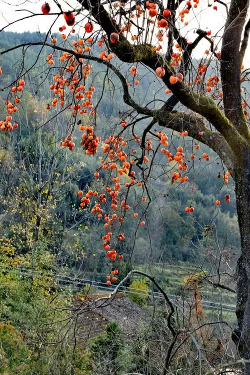 金秋昰硕果累累,丰收的季节.柿子红了,橘子桂满枝头.