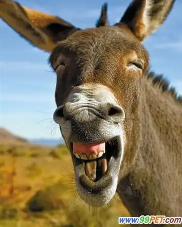 驴的图片搞笑微信表情_第3页__一起qq网
