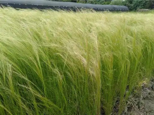 细叶针芒,水生植物,细叶针茅