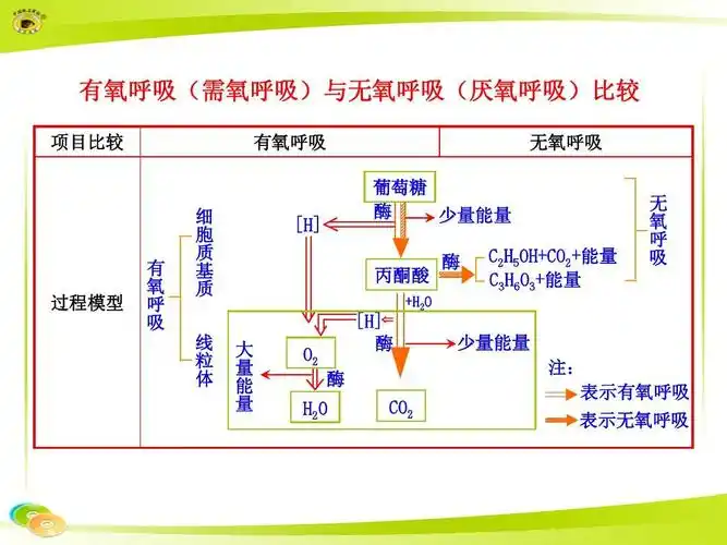 有氧呼吸(需氧呼吸)与无氧呼吸(厌氧呼吸)比较