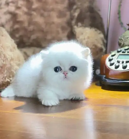 吸猫  #金吉拉  #波斯猫  #英短金渐层  #米努特矮脚猫