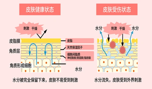 在由角质层与皮脂层下细胞源形成保护膜,共同构成了皮肤的屏障