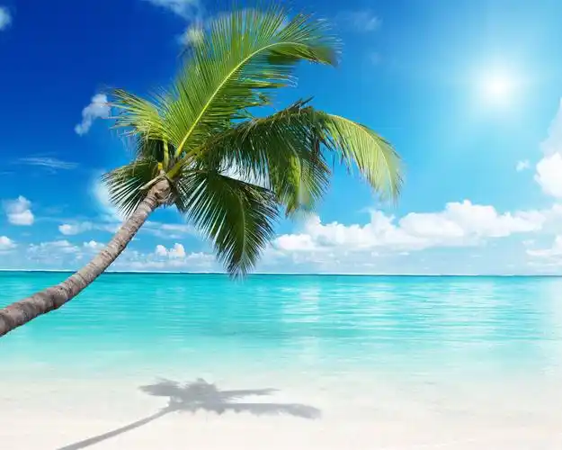 棕榈树海滩阳光明媚-夏季风光高清壁纸