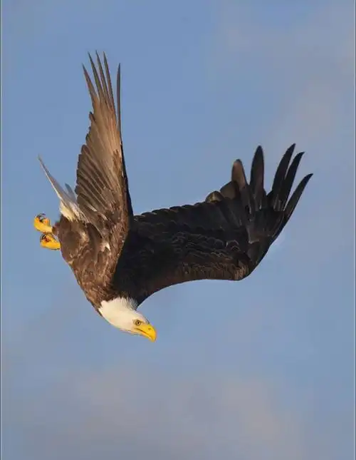 飞鹰,蓝天上的王者!