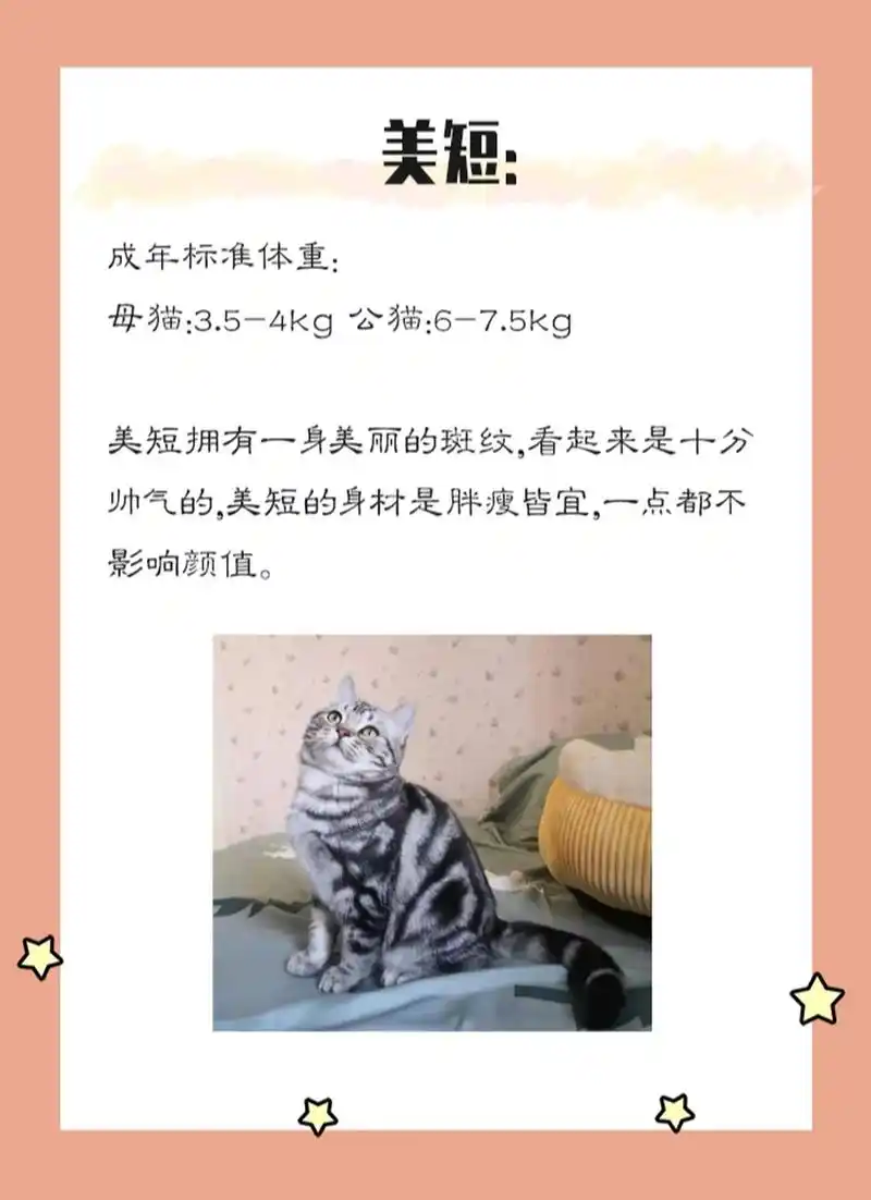 英短: 成年标准体重:母猫:4-55kg, 公猫:6-75kg 英短由于五短身材