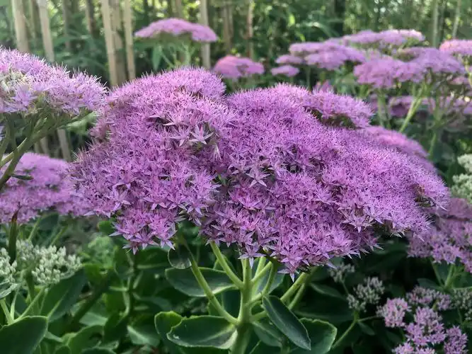 七言绝句 · 八宝景天