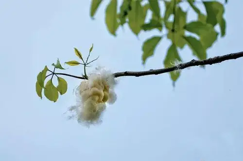 初夏的羊城美丽异木棉飞絮似飘雪